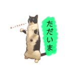 プクの日常（個別スタンプ：7）