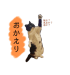 プクの日常（個別スタンプ：8）