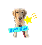 SAKURA_F（個別スタンプ：12）