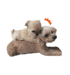DOGSSS02（個別スタンプ：2）