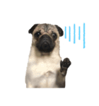 DOGSSS02（個別スタンプ：6）