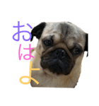 DOGSSS02（個別スタンプ：8）