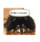 ルークと！（個別スタンプ：16）