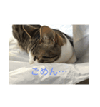 顔がうるさいネコ集5！（個別スタンプ：5）