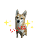 りゅうぅ（個別スタンプ：1）