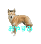 りゅうぅ（個別スタンプ：5）