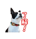 ボストンテリアのポポ(日常)（個別スタンプ：1）