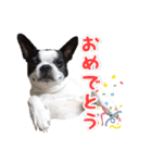 ボストンテリアのポポ(日常)（個別スタンプ：2）
