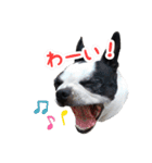 ボストンテリアのポポ(日常)（個別スタンプ：3）