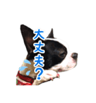 ボストンテリアのポポ(日常)（個別スタンプ：5）