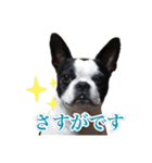 ボストンテリアのポポ(日常)（個別スタンプ：7）