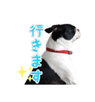 ボストンテリアのポポ(日常)（個別スタンプ：9）