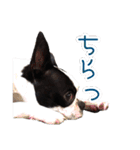 ボストンテリアのポポ(日常)（個別スタンプ：11）