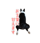 ボストンテリアのポポ(日常)（個別スタンプ：12）