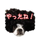 ボストンテリアのポポ(日常)（個別スタンプ：14）