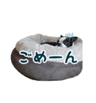 ボストンテリアのポポ(日常)（個別スタンプ：18）