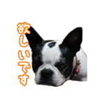 ボストンテリアのポポ(日常)（個別スタンプ：21）