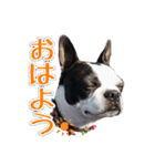 ボストンテリアのポポ(日常)（個別スタンプ：23）