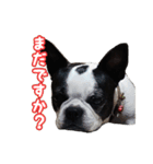 ボストンテリアのポポ(日常)（個別スタンプ：24）