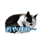 ボストンテリアのポポ(日常)（個別スタンプ：26）