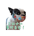 ボストンテリアのポポ(日常)（個別スタンプ：27）