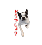 ボストンテリアのポポ(日常)（個別スタンプ：29）
