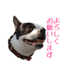 ボストンテリアのポポ(日常)（個別スタンプ：30）