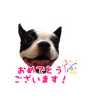 ボストンテリアのポポ(日常)（個別スタンプ：32）