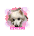 スピッツファミリー③（個別スタンプ：11）