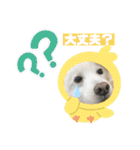スピッツファミリー③（個別スタンプ：20）