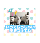 スピッツファミリー③（個別スタンプ：21）