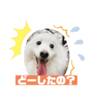 スピッツファミリー③（個別スタンプ：29）