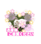 スピッツファミリー③（個別スタンプ：31）