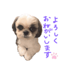 シーズー犬むーちゃんver2（個別スタンプ：2）
