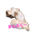 シーズー犬むーちゃんver2（個別スタンプ：3）