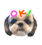シーズー犬むーちゃんver2（個別スタンプ：5）