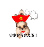 シーズー犬むーちゃんver2（個別スタンプ：7）