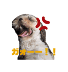 シーズー犬むーちゃんver2（個別スタンプ：8）