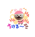 ポメコロちゃん5（個別スタンプ：2）