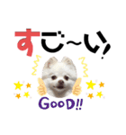 ポメコロちゃん5（個別スタンプ：3）