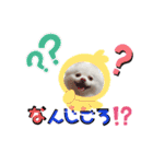 ポメコロちゃん5（個別スタンプ：7）