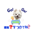 ポメコロちゃん5（個別スタンプ：8）