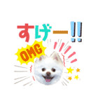 ポメコロちゃん5（個別スタンプ：11）