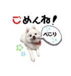 ポメコロちゃん5（個別スタンプ：18）