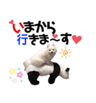 ポメコロちゃん5（個別スタンプ：19）