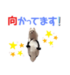 ポメコロちゃん5（個別スタンプ：20）