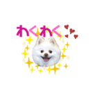 ポメコロちゃん5（個別スタンプ：24）