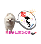ポメコロちゃん5（個別スタンプ：26）