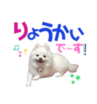 ポメコロちゃん5（個別スタンプ：27）