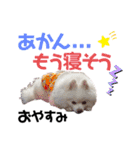 ポメコロちゃん5（個別スタンプ：28）